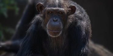 500-Yilda-Bir-Gorulen-Sempanze-Catismasi-Ne-Anlama-Geliyor-featured