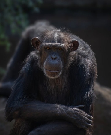 500-Yilda-Bir-Gorulen-Sempanze-Catismasi-Ne-Anlama-Geliyor-featured