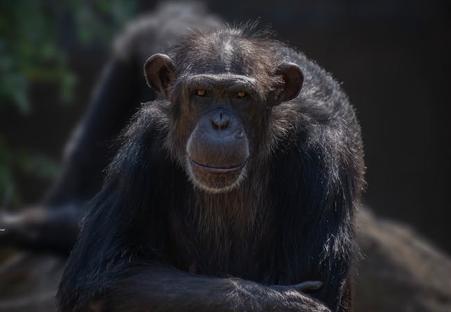 500-Yilda-Bir-Gorulen-Sempanze-Catismasi-Ne-Anlama-Geliyor-featured