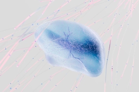 Bilim-Insanlari-Klitoris-Sinirlerinin-Ilk-Uc-Boyutlu-Haritasini-Cikardi-featured