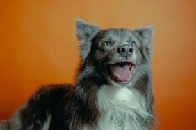 Kopeklerde-Hiperaktivite-ve-Dikkat-Eksikligi-Mumkun-mu-featured