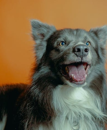 Kopeklerde-Hiperaktivite-ve-Dikkat-Eksikligi-Mumkun-mu-featured