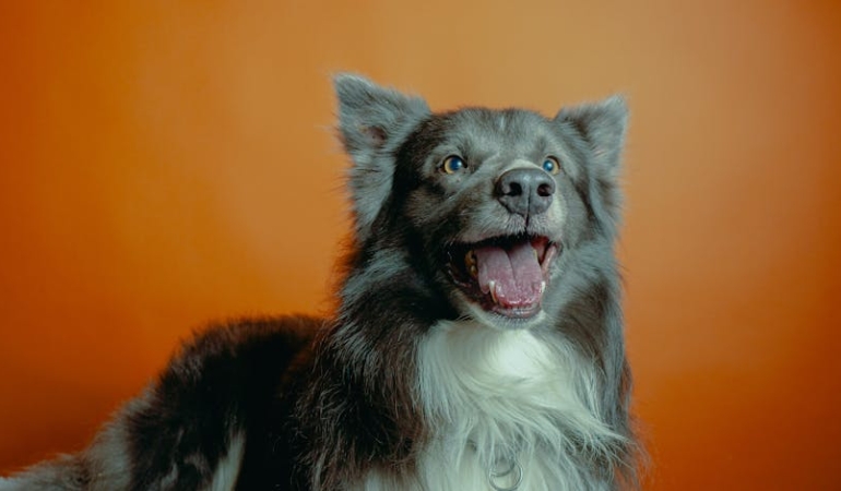 Kopeklerde-Hiperaktivite-ve-Dikkat-Eksikligi-Mumkun-mu-featured