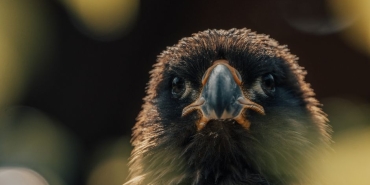 Besiktas8217tan-Marsilya8217ya-Dort-Gollu-Zafer-Kara-Kartal8217dan-Guc-Gosterisi-featured